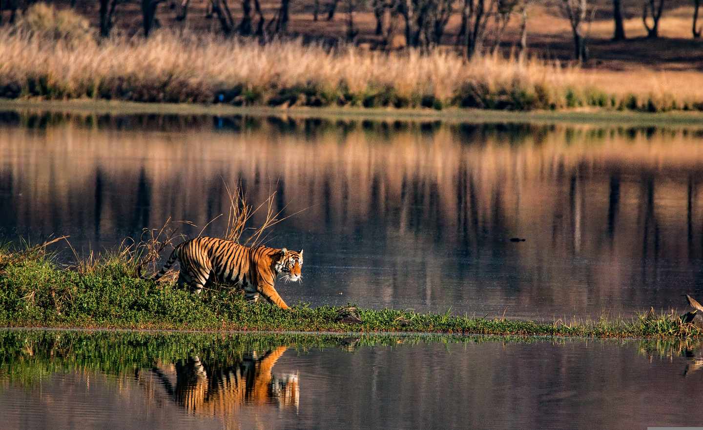 indien-tiger-klein-g-1088382834.jpg