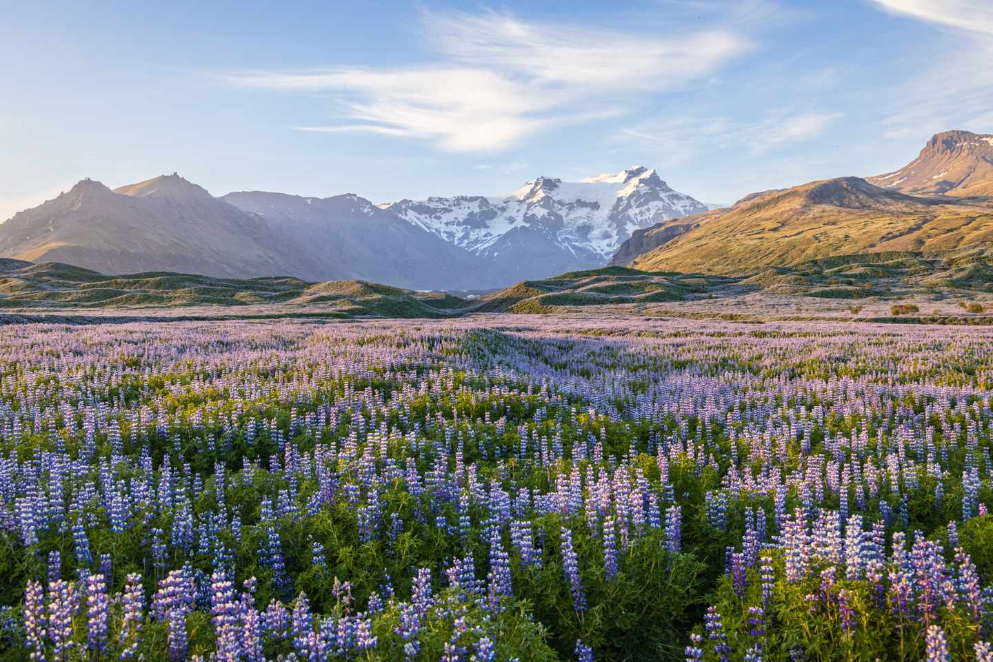blta6e2ace8f486e4cf-europa-island-vik-berge-sommer-lupinenfeld-1348842118.jpg Island Individualreise: Lupinenfeld im Sommer