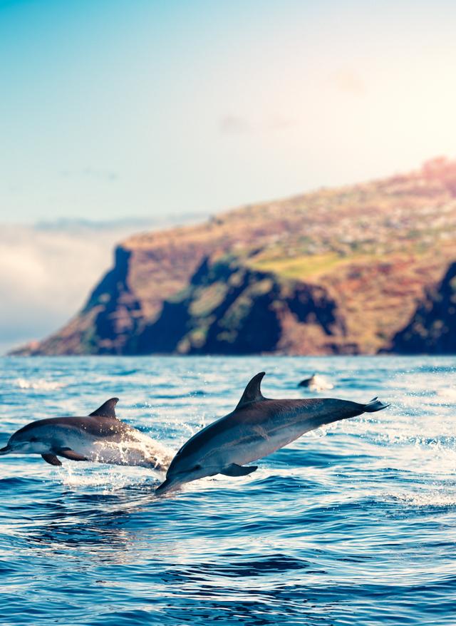 portugal-madeira-delfin-g-869242896.jpg
