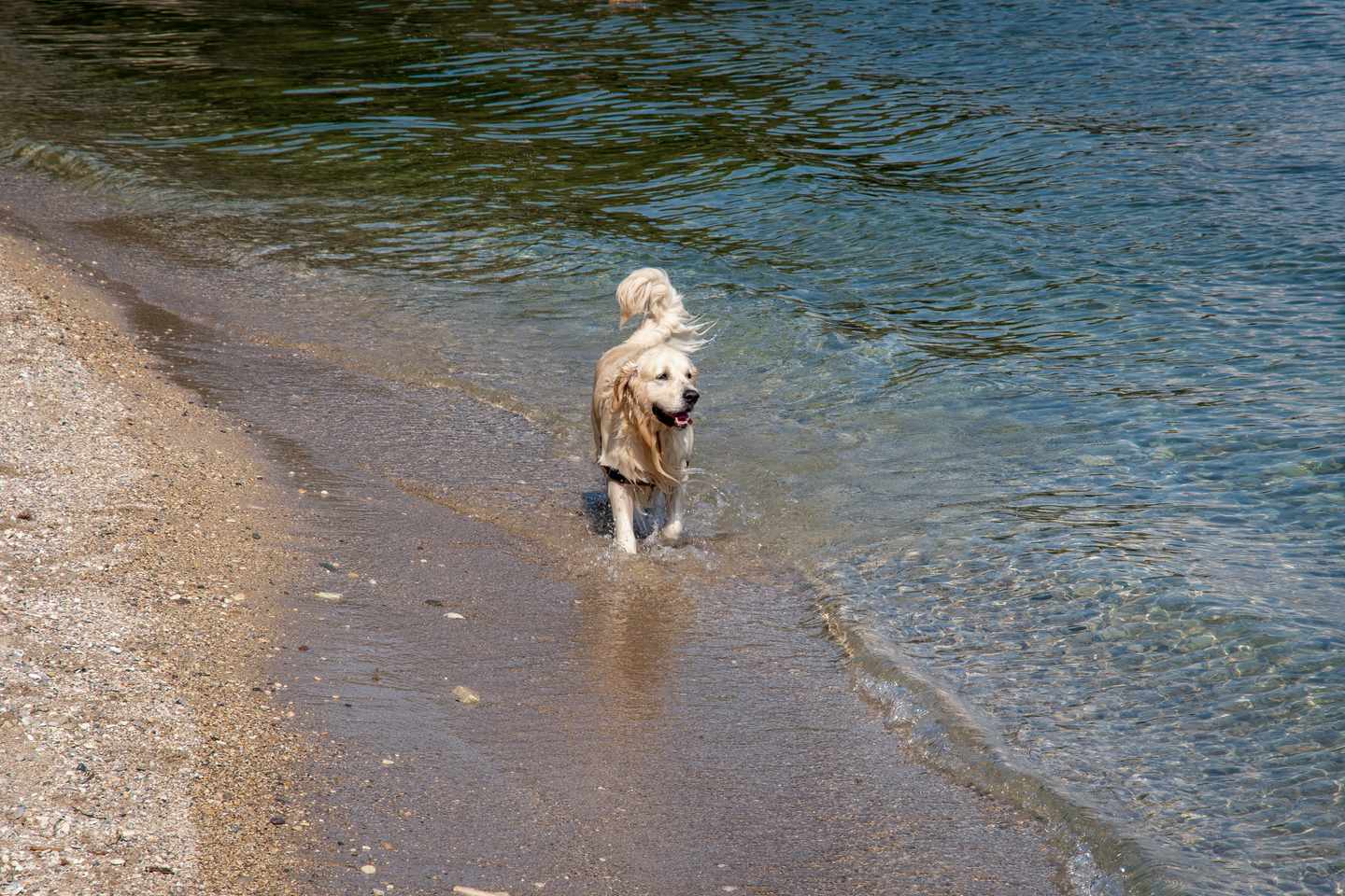 italien-gardasee-hund-sirmione-g-1141048995.jpg