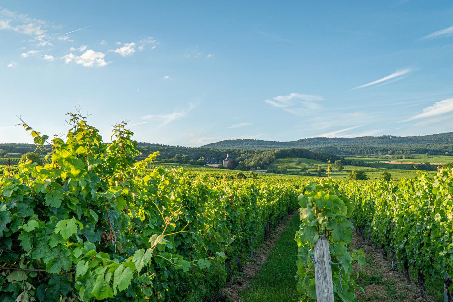 deutsland-rheingau-g-1169610218.jpg
