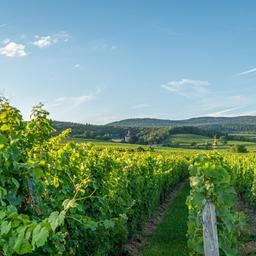 Hotels im Rheingau