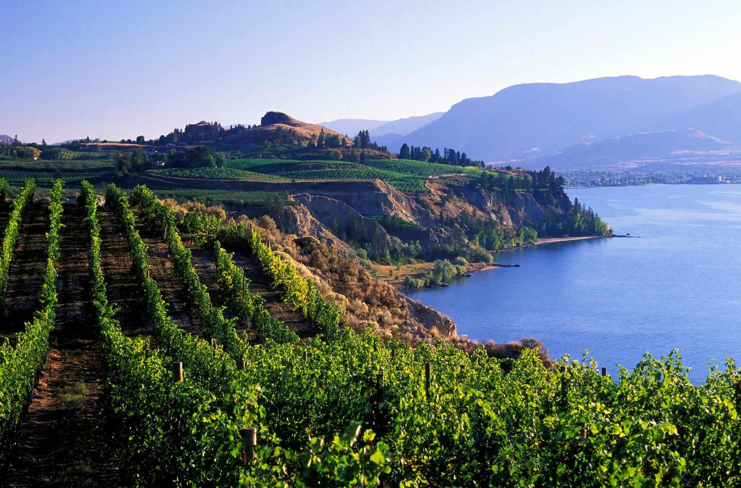 kanada-british-columbia-vineyards-naramata-penticton-okanagan-g-172290241.jpg