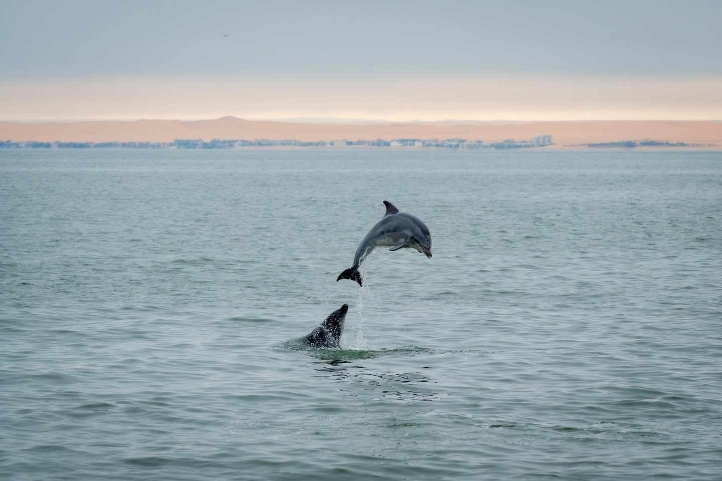namibia-walvis-bay-tuemmler-g-2170041411.jpg