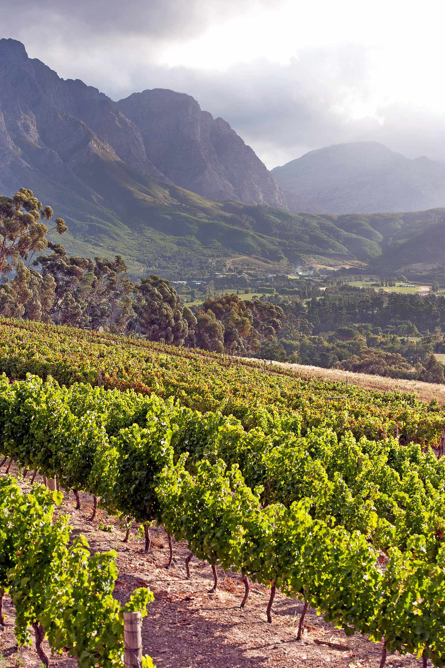 blt5cb35351f4818fa0-suedafrika-franschhoek-weinberge-g-1127305806.jpg Individualreise Südafrika: Franschhoek-Weinberge