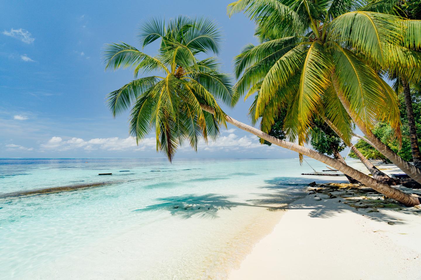malediven-strand-palmen-g-1041384408.jpg