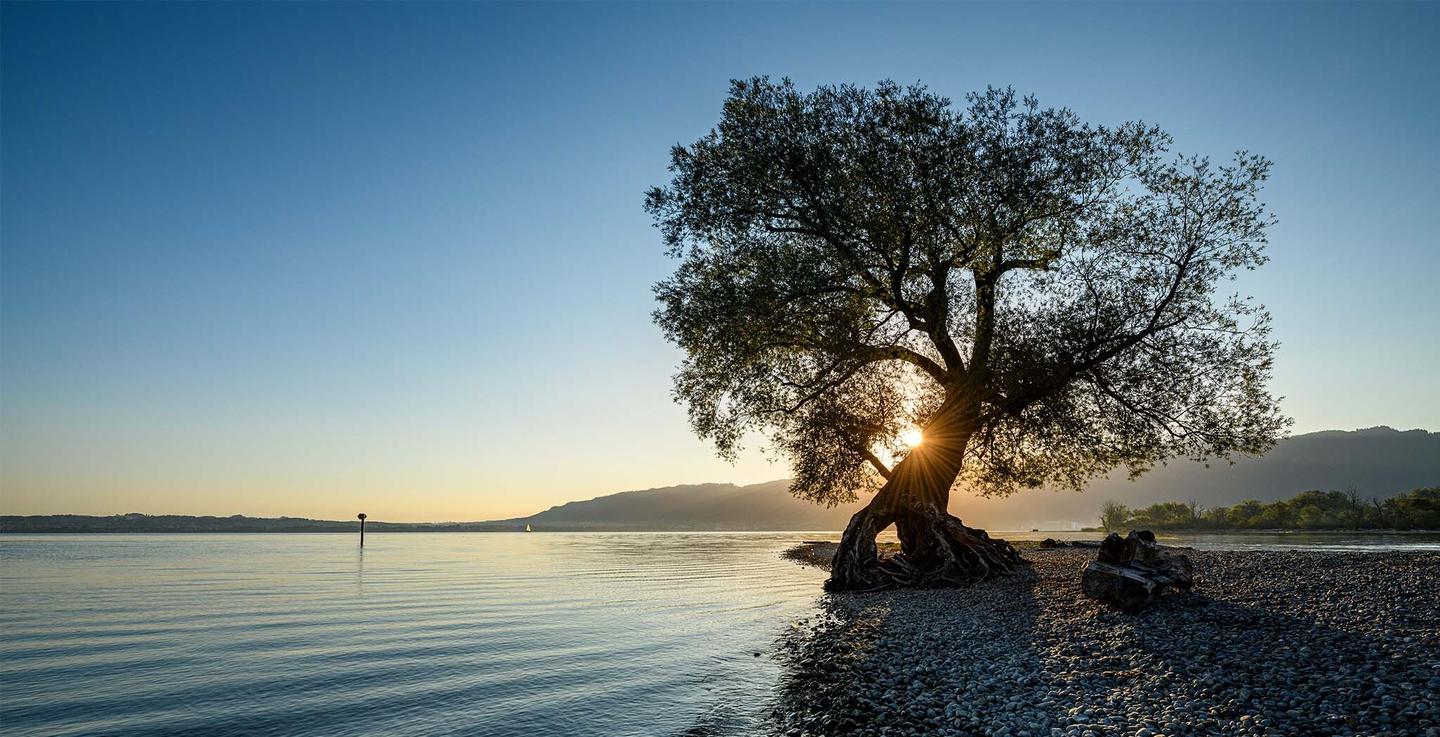deutschland-bodensee-schoenste-straende-bodensee-ufer-im-sonnenschein-g-1283368238.jpg