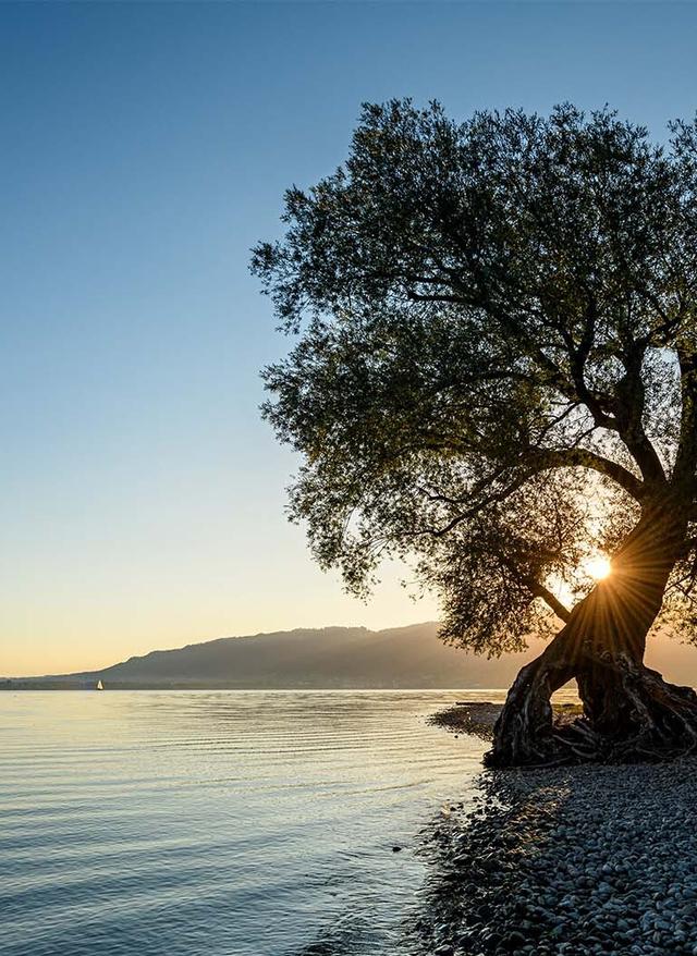 Strandbäder rund um den Bodensee deutschland-bodensee-schoenste-straende-bodensee-ufer-im-sonnenschein-g-1283368238.jpg