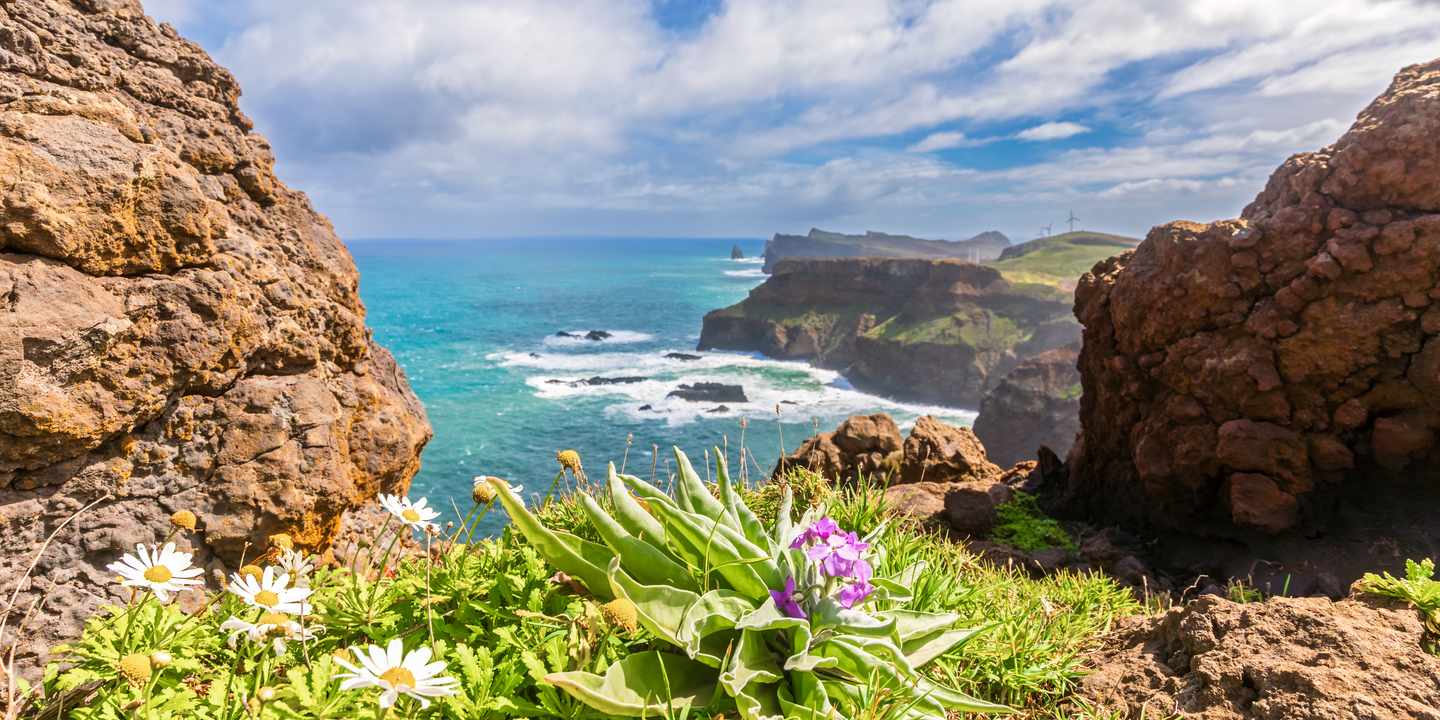 portugal-madeira-ponta-de-sao-lourenco-kueste-wanderung-blumen-g-2272993346.jpg