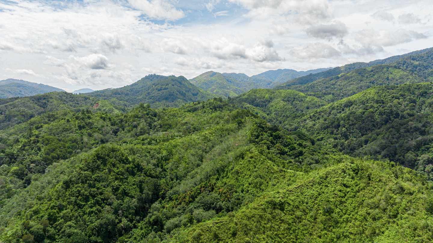 Indonesien-Sumatra-Dschungel-g-1495055087.jpg