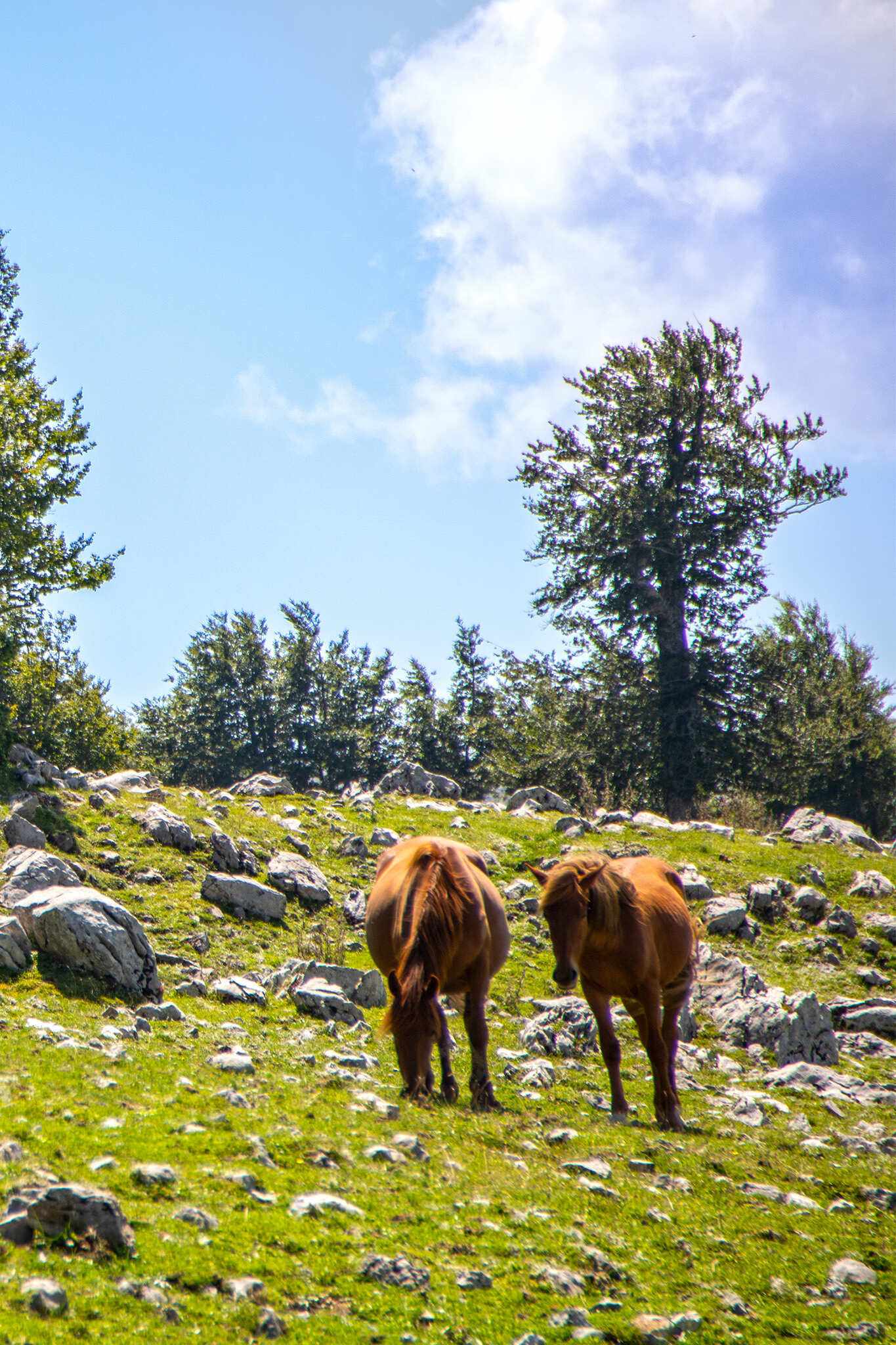italien-hero-roadtrip-pollino-landschaft-g-1022276742.jpg