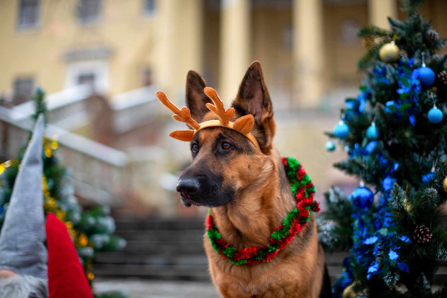 Deutscher Schäferhund mit Rentiergeweih und Weihnachtskranz vor einem geschmückten Weihnachtsbaum in New York