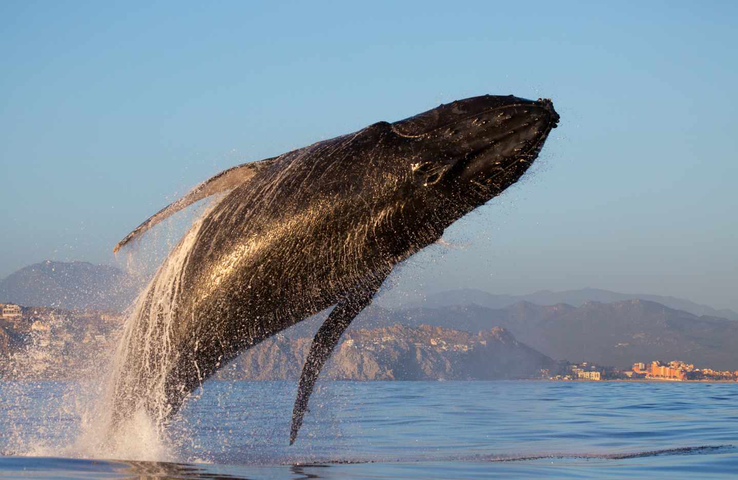 mexiko-los-cabos-p-whale-watching.jpg
