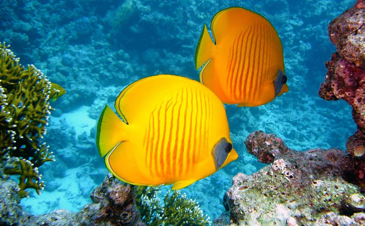 la-reunion-zitronenfalter-fisch.jpg