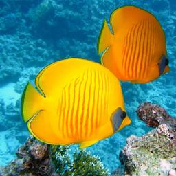 la-reunion-zitronenfalter-fisch.jpg