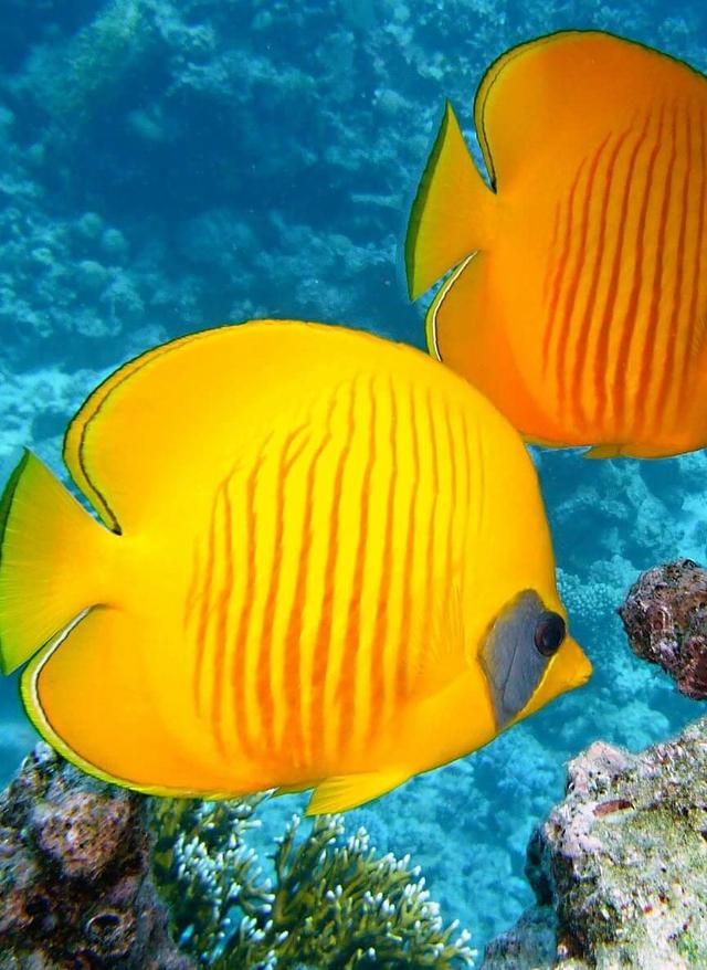 Tauchen auf La Réunion la-reunion-zitronenfalter-fisch.jpg