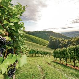 österreich-steiermark-gamlitz-weinberge-g-506599776_bearbeitet.jpg