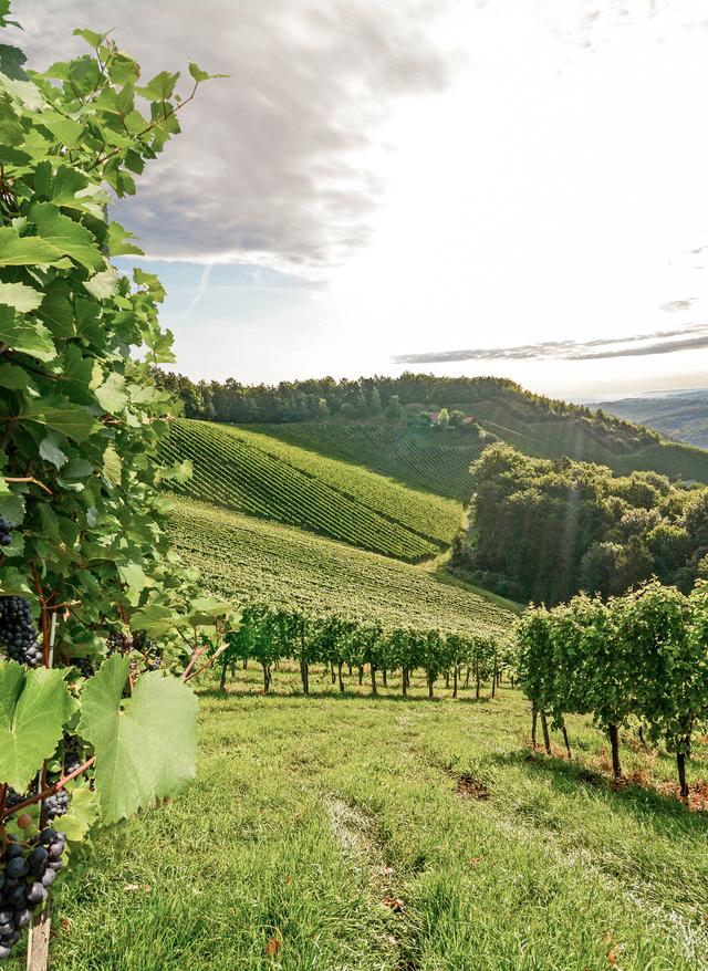 österreich-steiermark-gamlitz-weinberge-g-506599776_bearbeitet.jpg