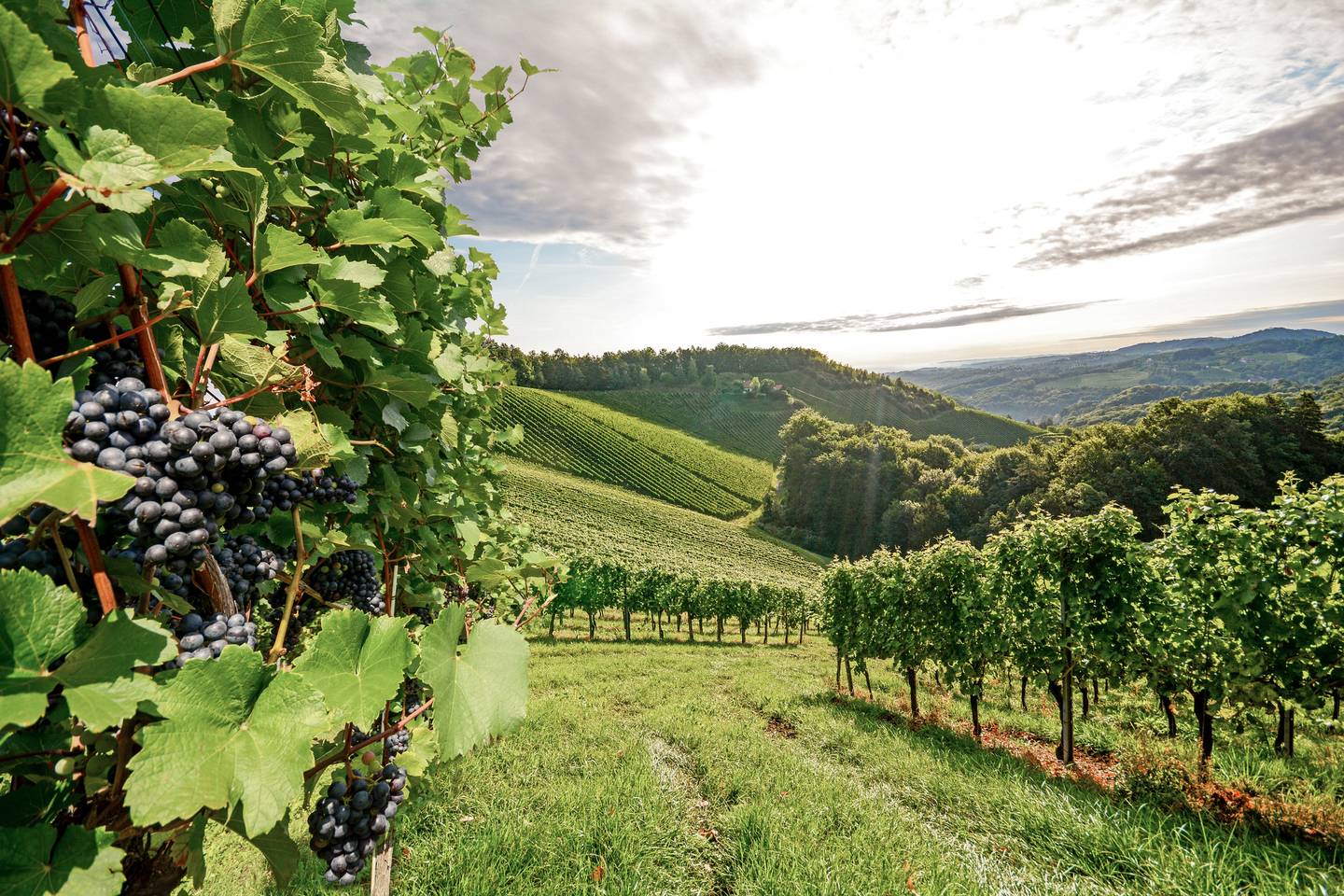 österreich-steiermark-gamlitz-weinberge-g-506599776_bearbeitet.jpg