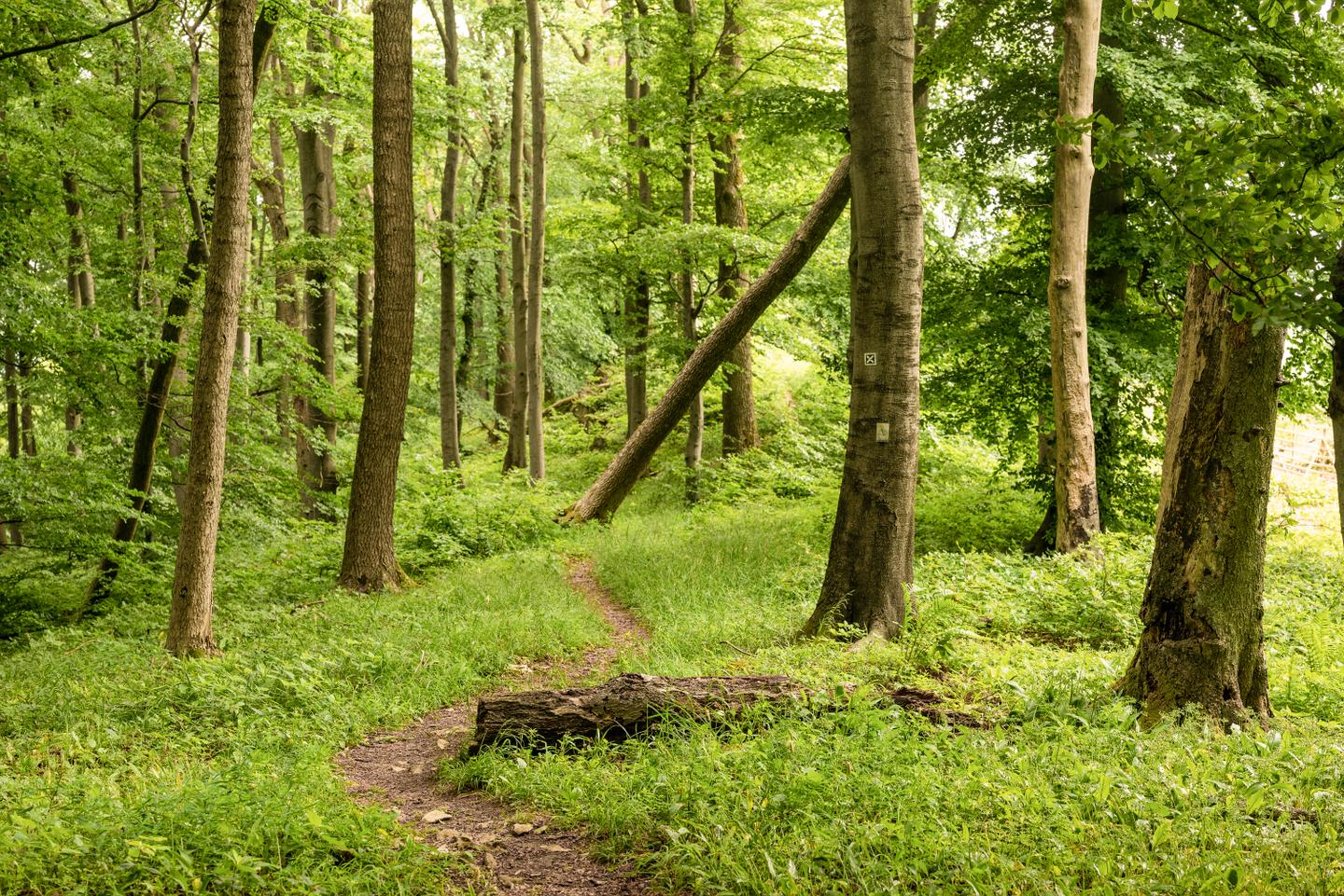 deutschland-jakobsweg-wanderweg-g-1491709423.jpg