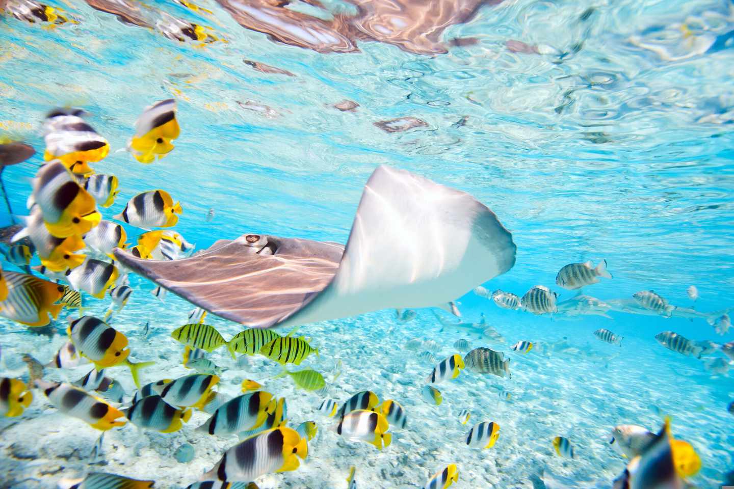 französisch-polynesien-bora-bora-unterwasserwelt-klein-g-177401123.jpg