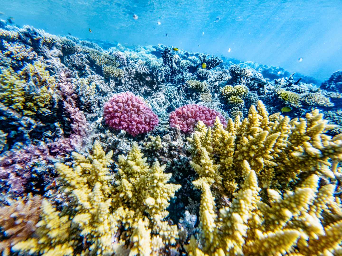 Buntes Korallenriff mit farbenfrohen Steinkorallen und Rifffischen im Roten Meer vor El Gouna in Ägypten
