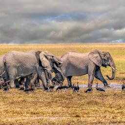 botswana-elefantenherde-klein-g-1179505275.jpg