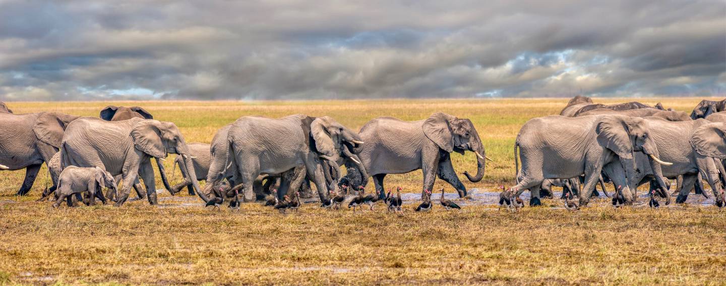 bltb5fb2f4d0dfec07a-botswana-elefantenherde-klein-g-1179505275.jpg botswana-elefantenherde-klein-g-1179505275.jpg