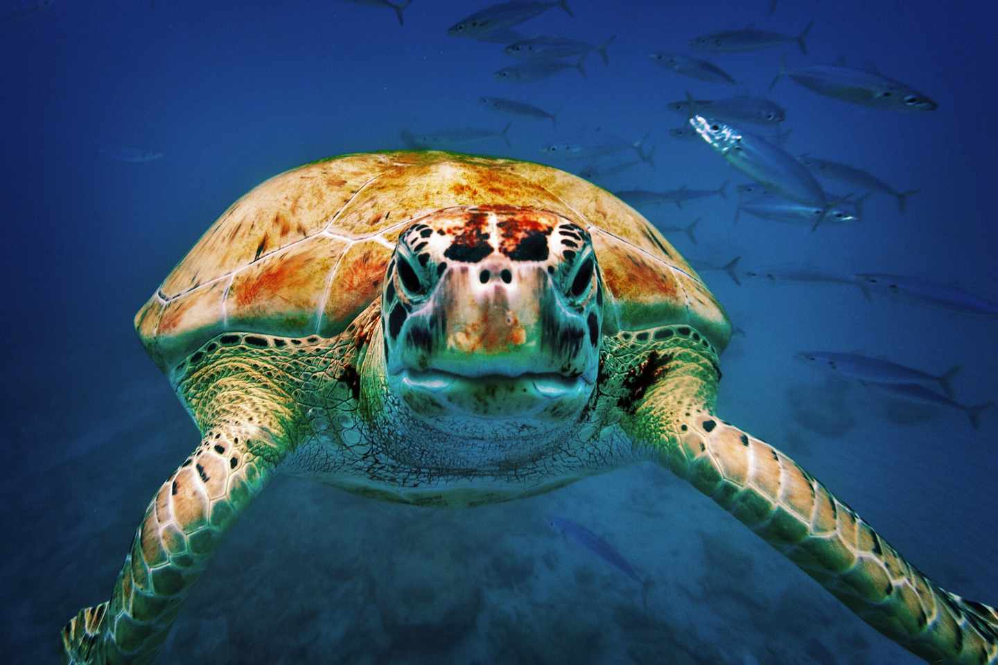 karibik-barbados-meeresschildkroete-klein-g-160982329.jpg