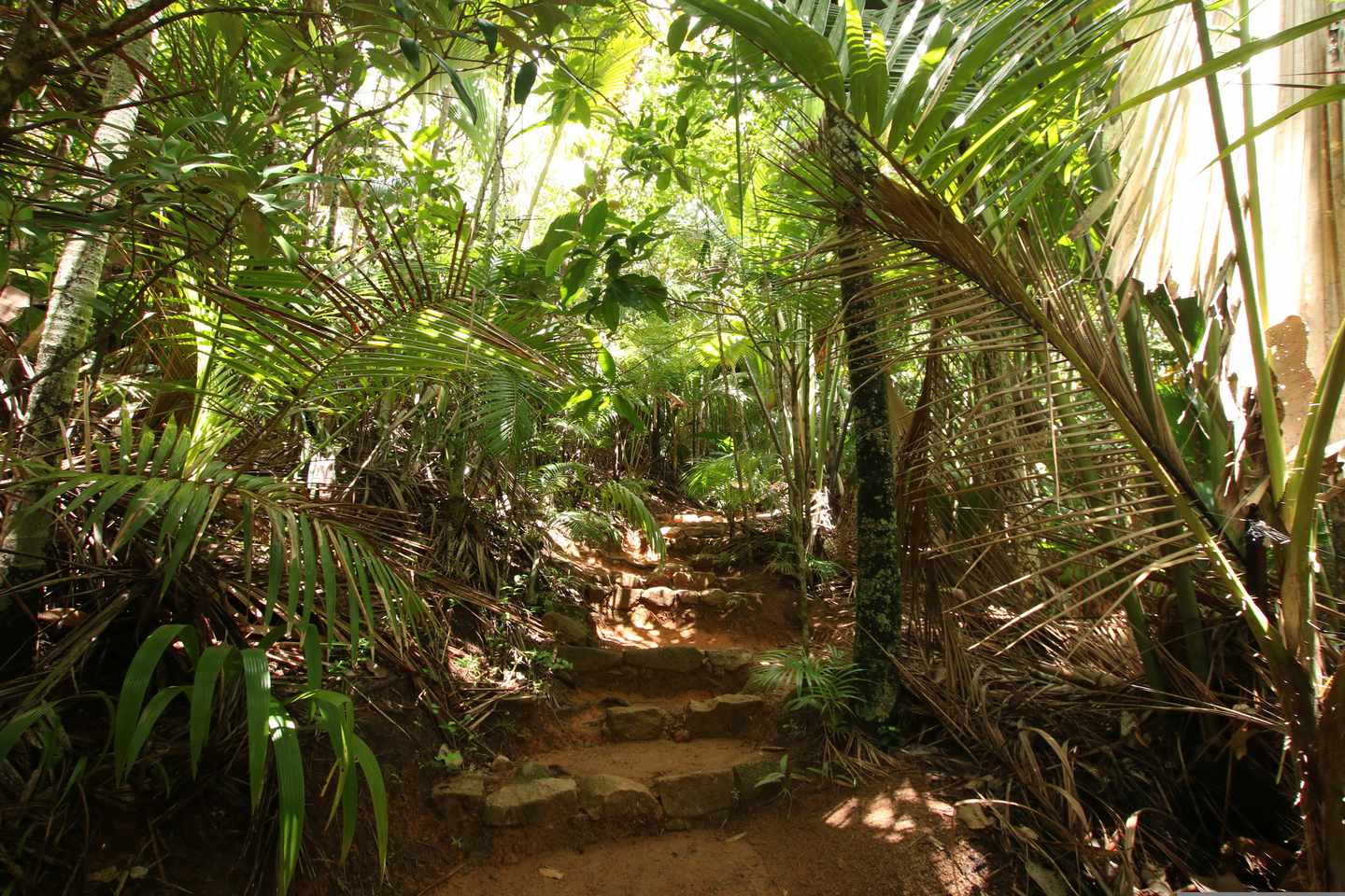 seychellen-dschungel-vallee-de-mai-natur-t-652754454.jpg