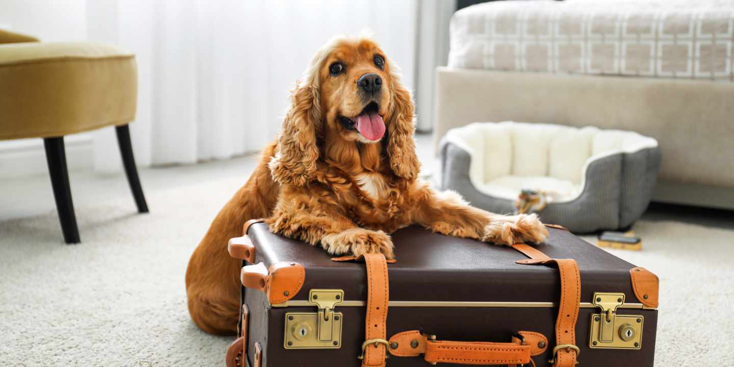 urlaub-mit-hund-cocker-spaniel-auf-koffer-g.jpg