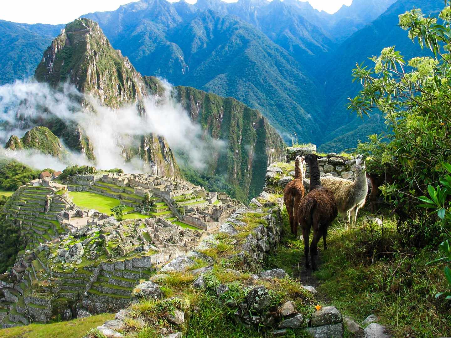 peru-machu-picchu-lamas-g-520754055.jpg