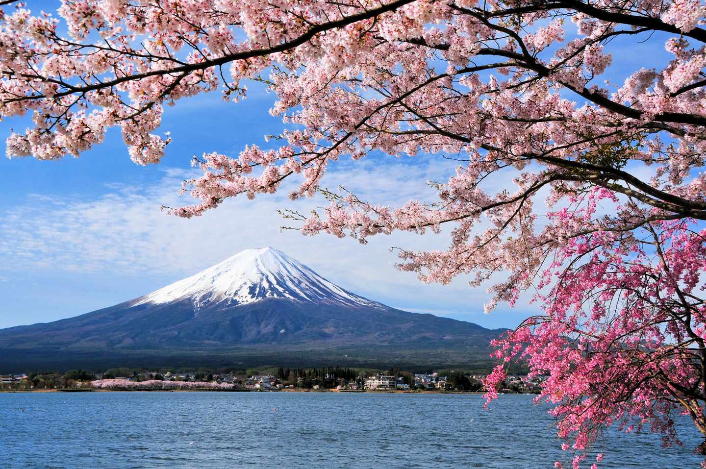japan-mount-fuji-lake-kawaguchiko-kirschbluete-g-547227226.jpg