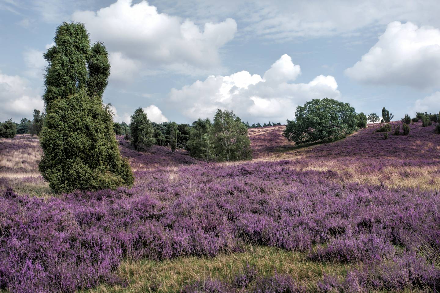 deutschland-niedersachsen-lueneburger-heide-bluehende-heide-g-612406782.jpg