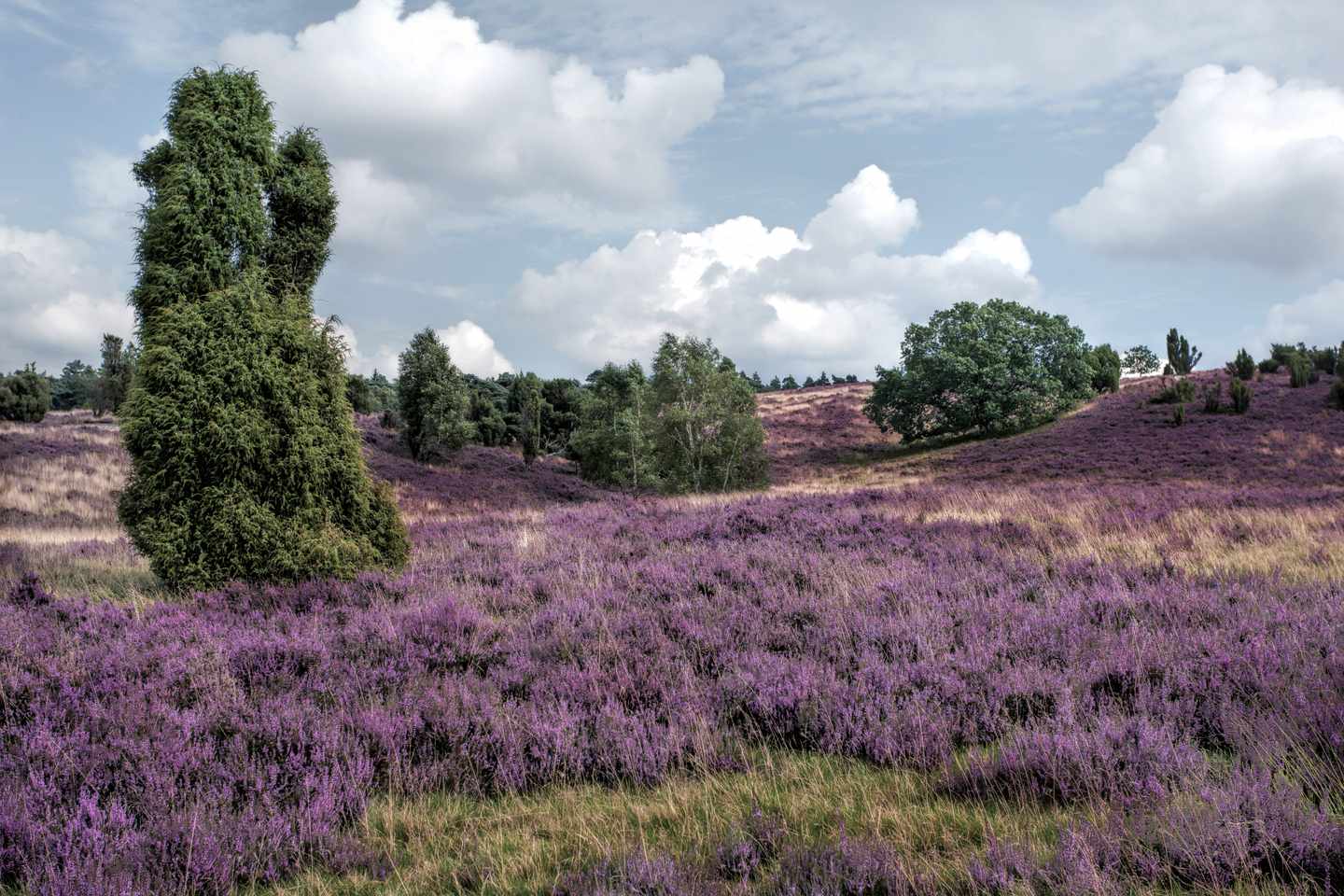 Lüneburger Heide Hotel: blühende Heide unter blauem Himmel