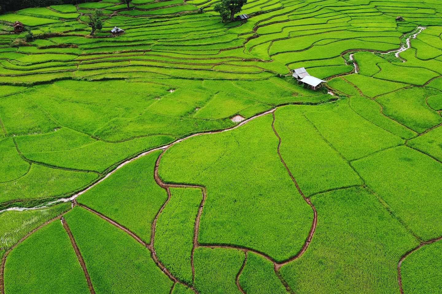 thailand-wetter-reisezeit-luftaufnahme-der-reisterasse-im-tal-in-der-provinz-nan-thailand-g-1418349776.jpg