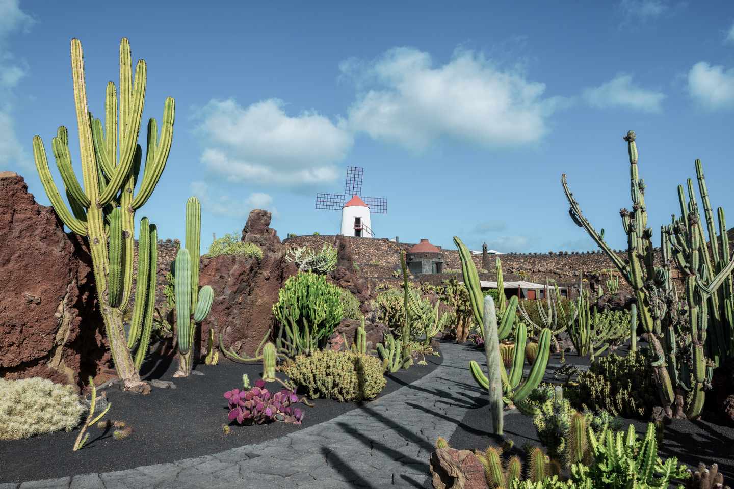 kanaren-lanzarote-manrique-kaktus-815287386.jpg
