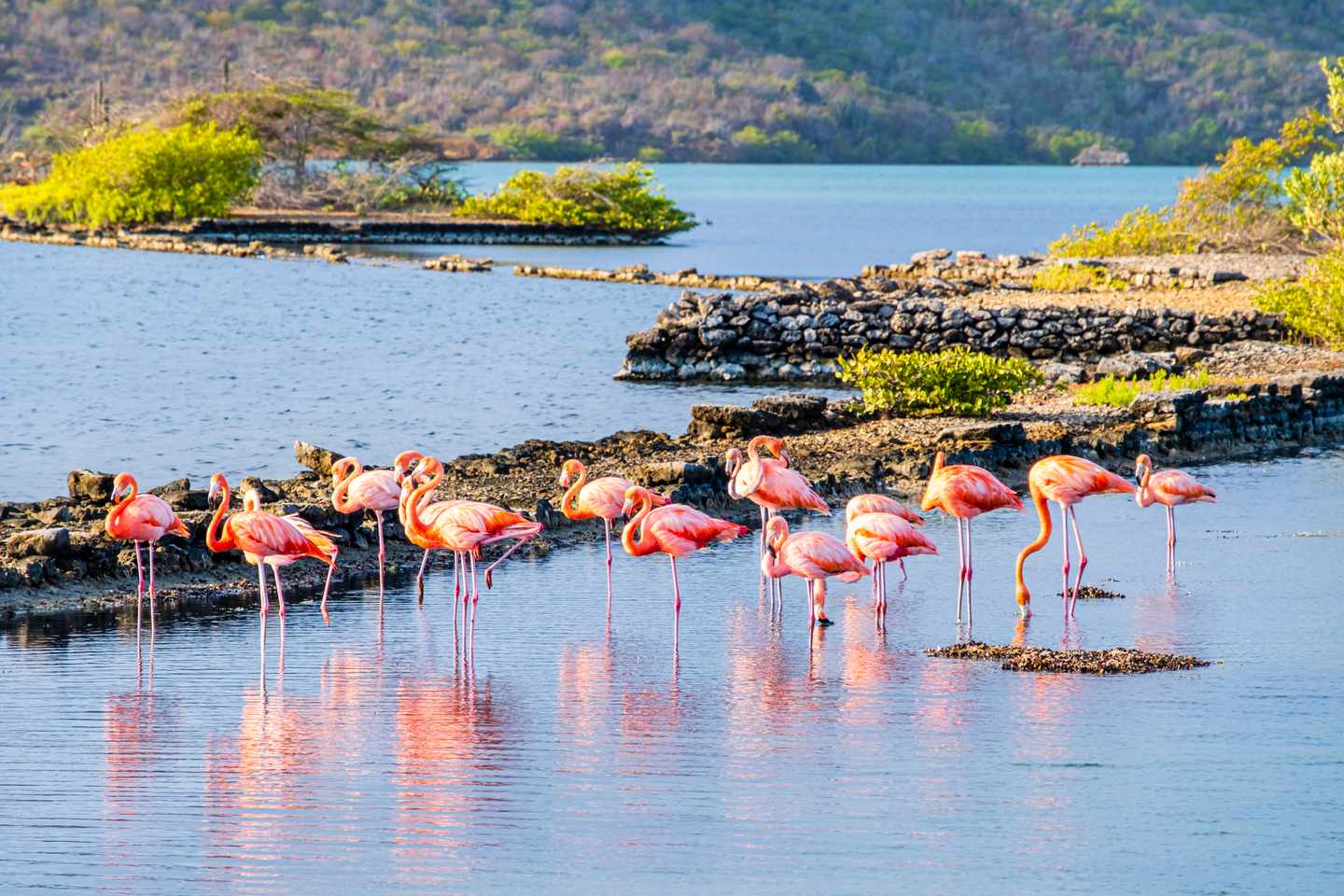 Kuba-Curacao-Flamingos-im-Wasser-g-1171746461.jpg
