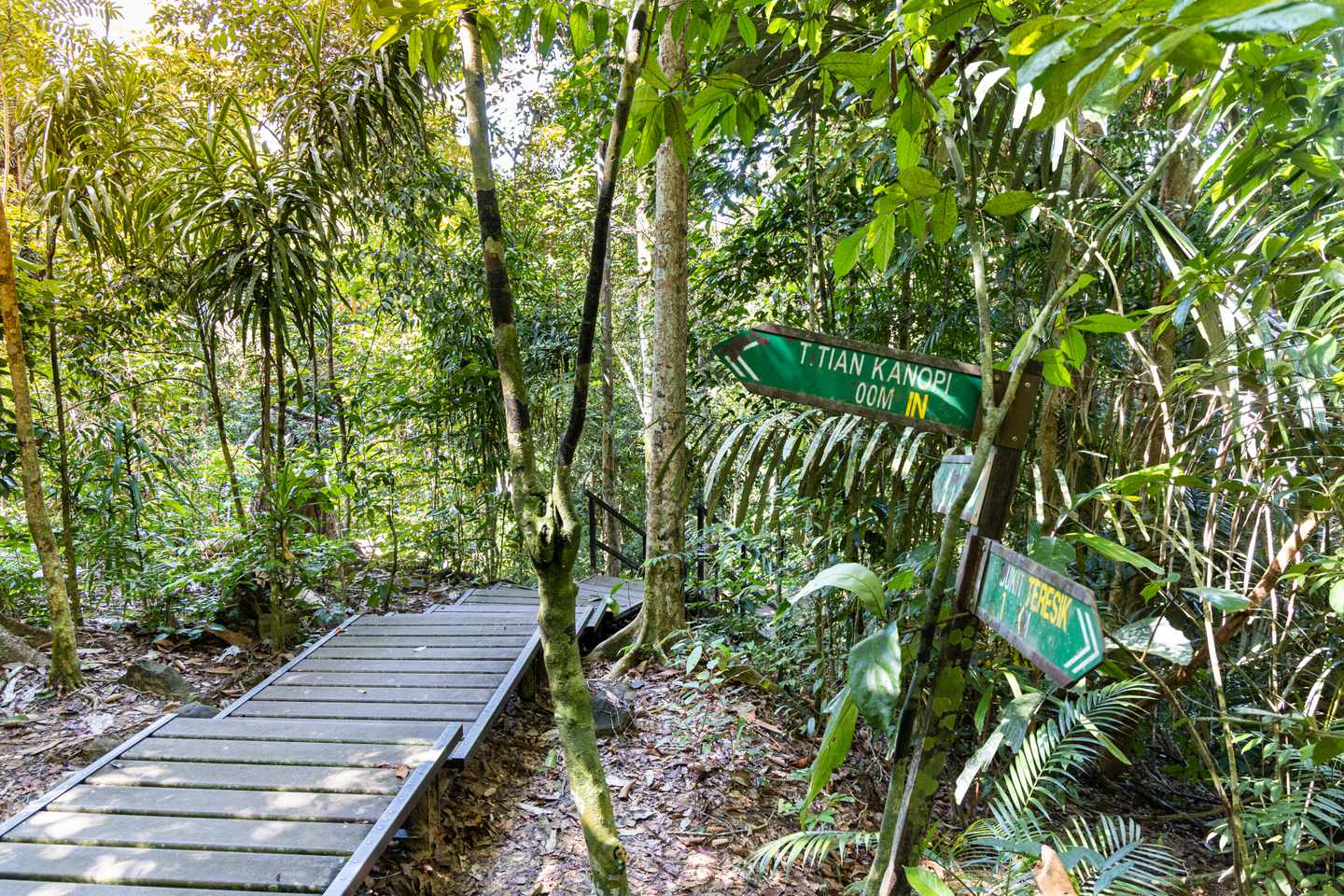 Hölzerne-Boadwalk-Taman-Negara-Nationalpark-g-1328584901_bearbeitet.jpg