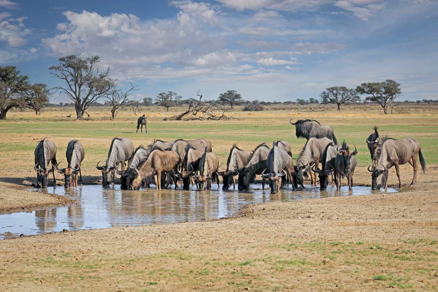 afrika-namibia-kalahariwasserloch-gnu-g-1435204866.jpg
