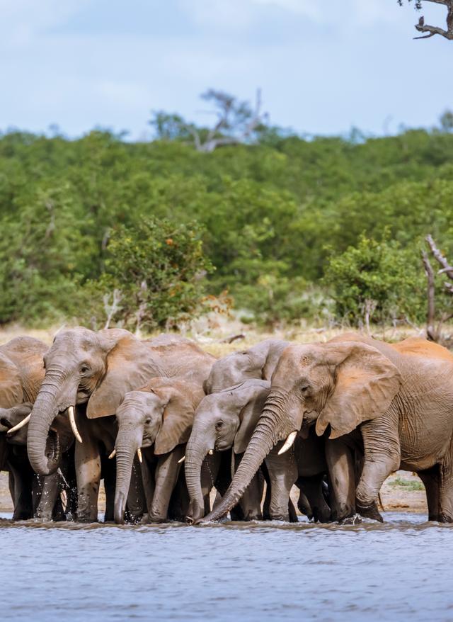 Kruger Nationalpark