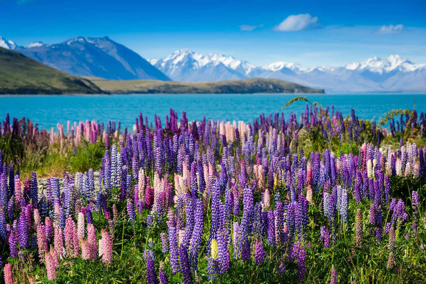 neuseeland-rundreisen-lake-tekapo-t-465993201.jpg