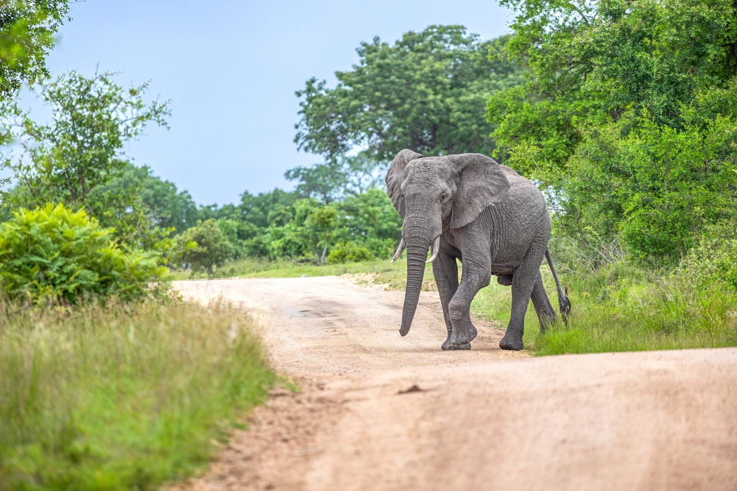 Afrikanischer Elefant läuft auf einer unbefestigten Straße durch den grünen Busch im Kruger-Nationalpark in Südafrika