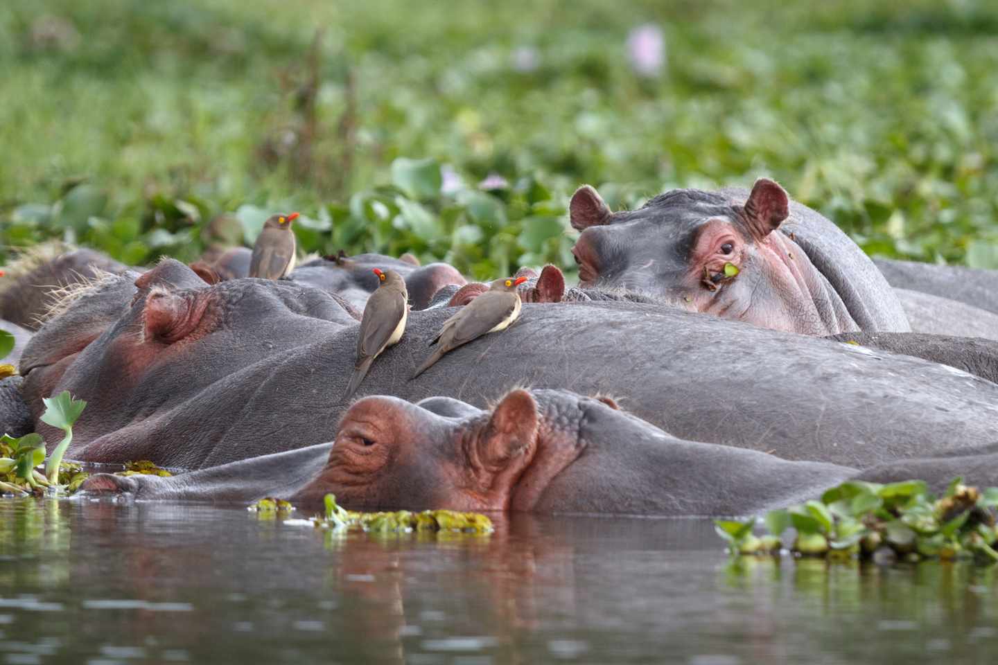 kenia-nilpferde-vögel-lake-naivasha-g-184613920.jpg