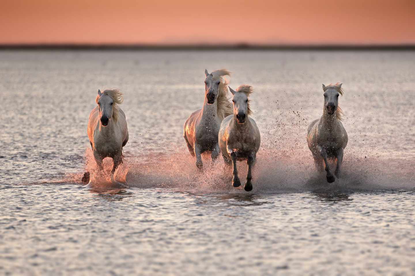 frankreich-provence-camargue-wildpferde-g-1441576360.jpg