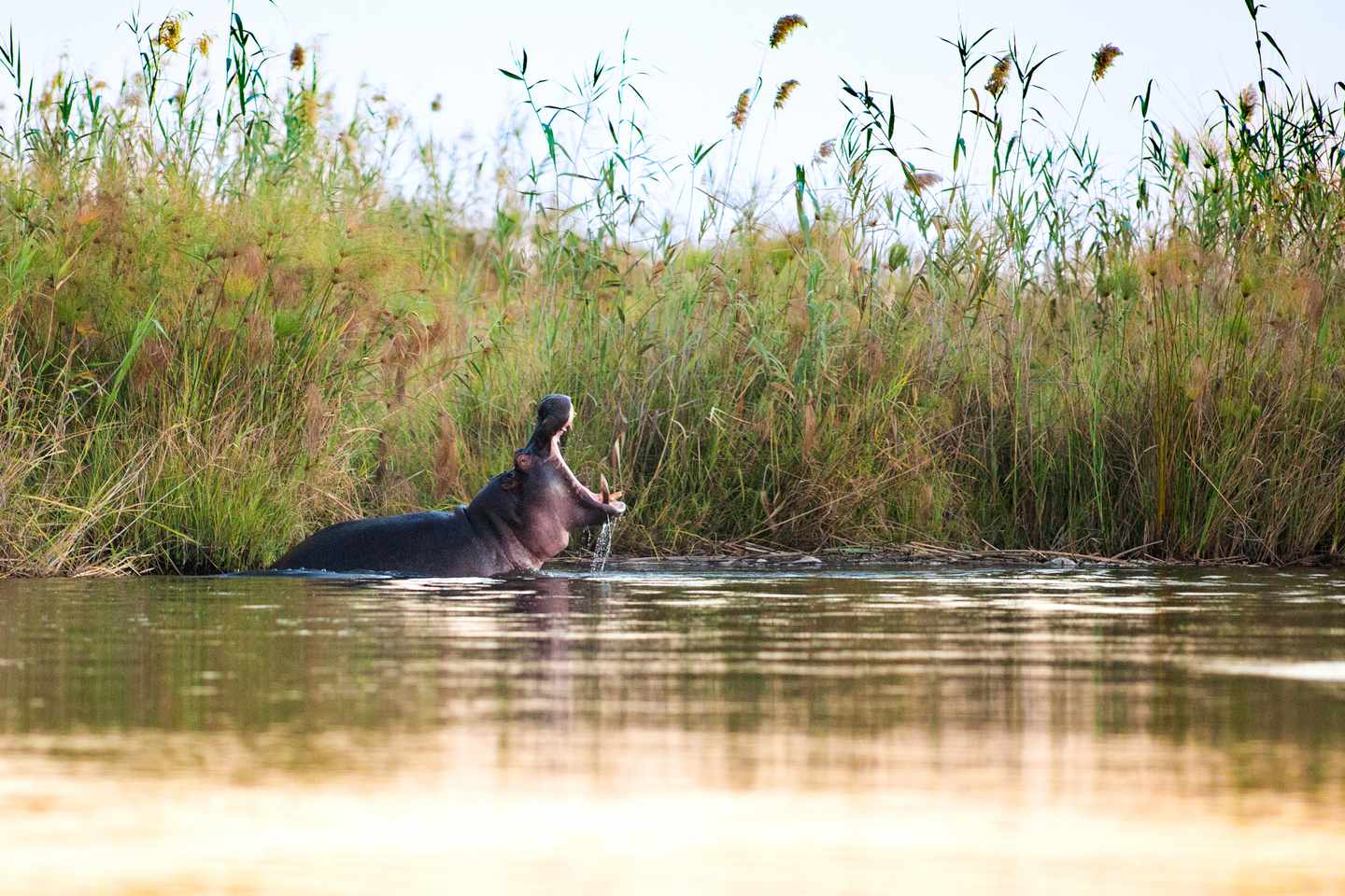 Flusspferd mit geöffnetem Maul im Wasser zwischen hohem Schilf im südlichen Afrika