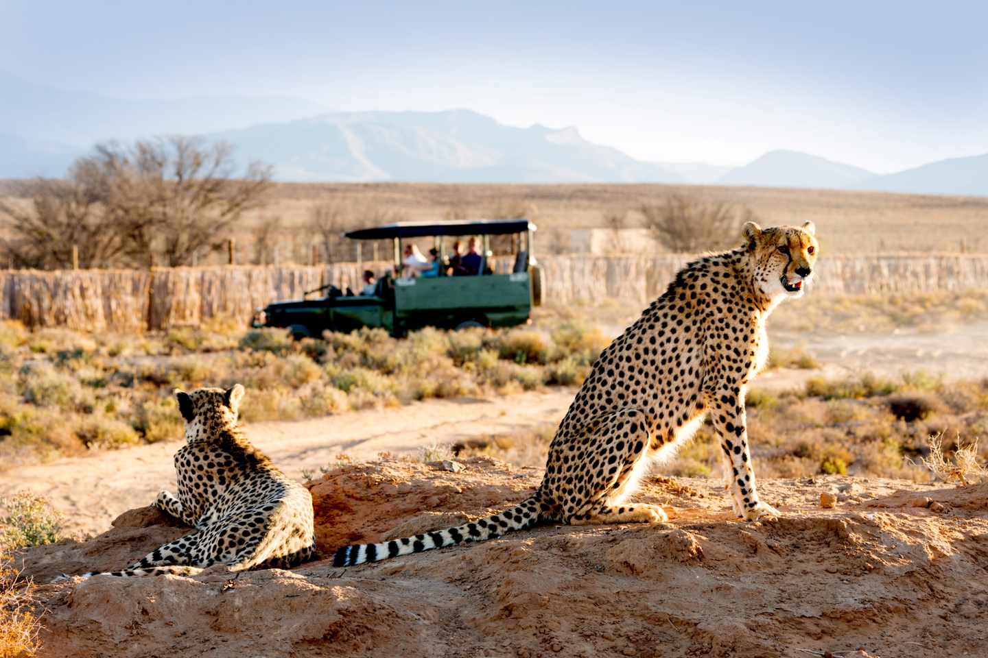 suedafrika-safari-g-466373397.jpg