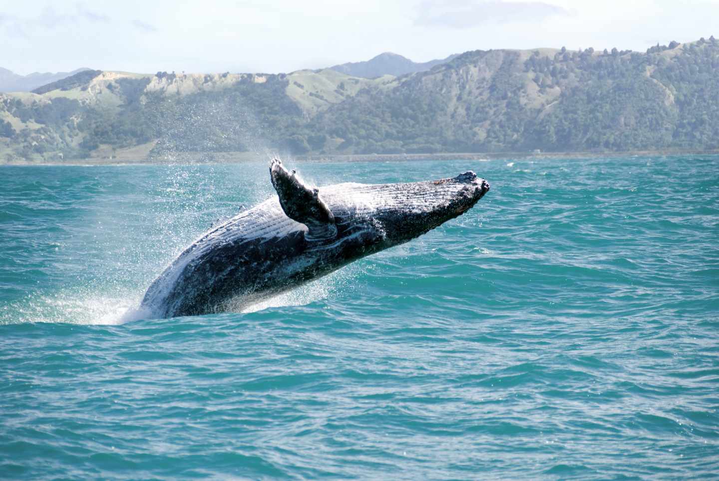 buckelwal-sprung-aus-dem-wasser-g-151596133_bearbeitet.jpg