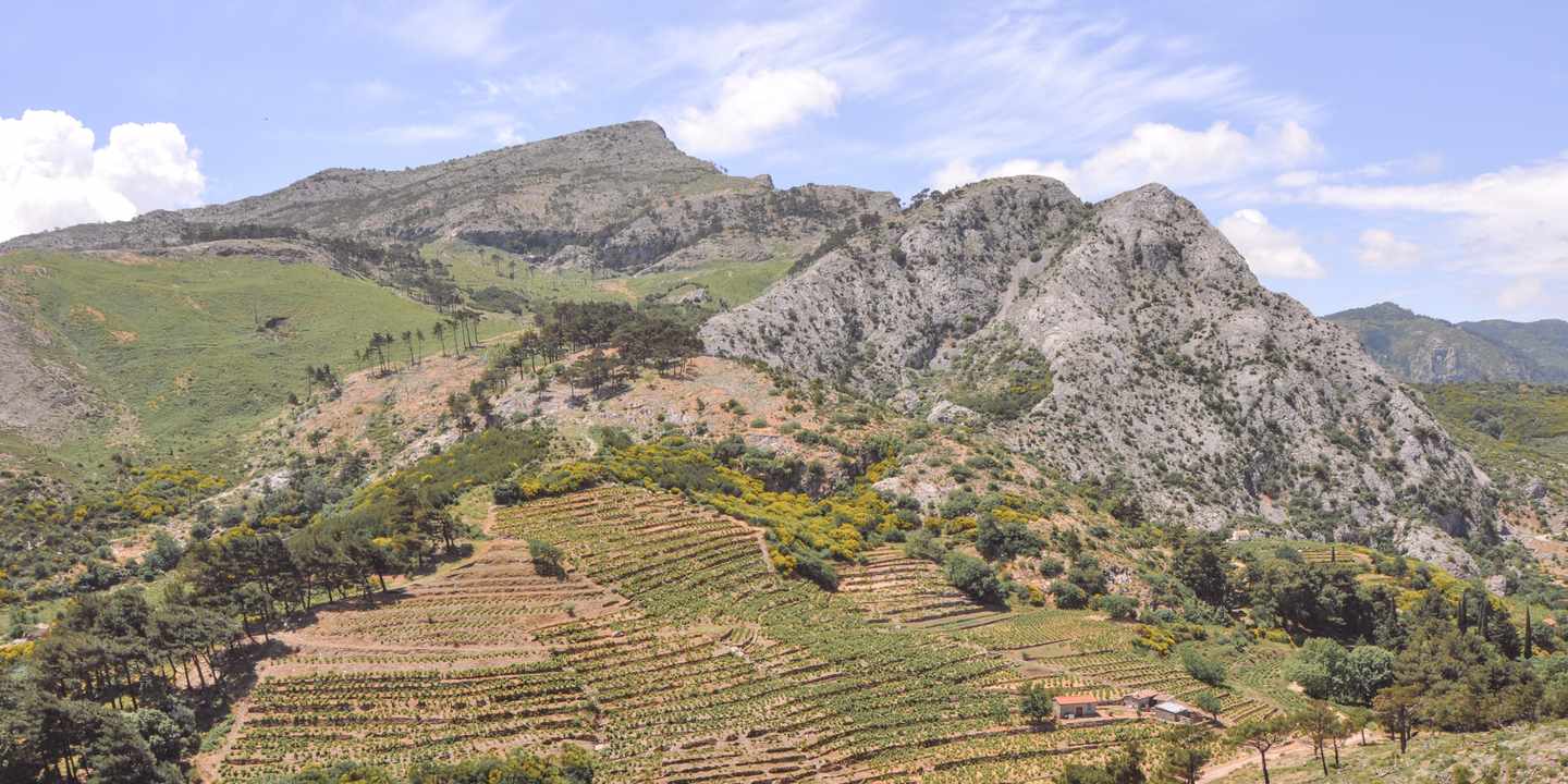 griechenland-samos-bergen-weinberg-g-180923772.jpg