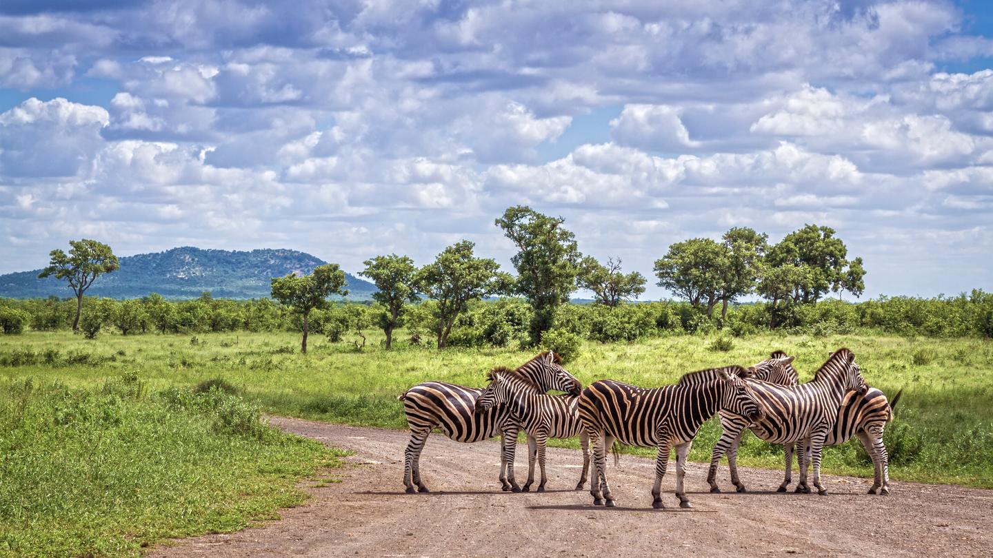 suedafrika-zebra-kruger-nationalpark-g-902440026.jpg